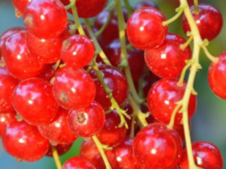 I will sell a red currant variety Rondom, about