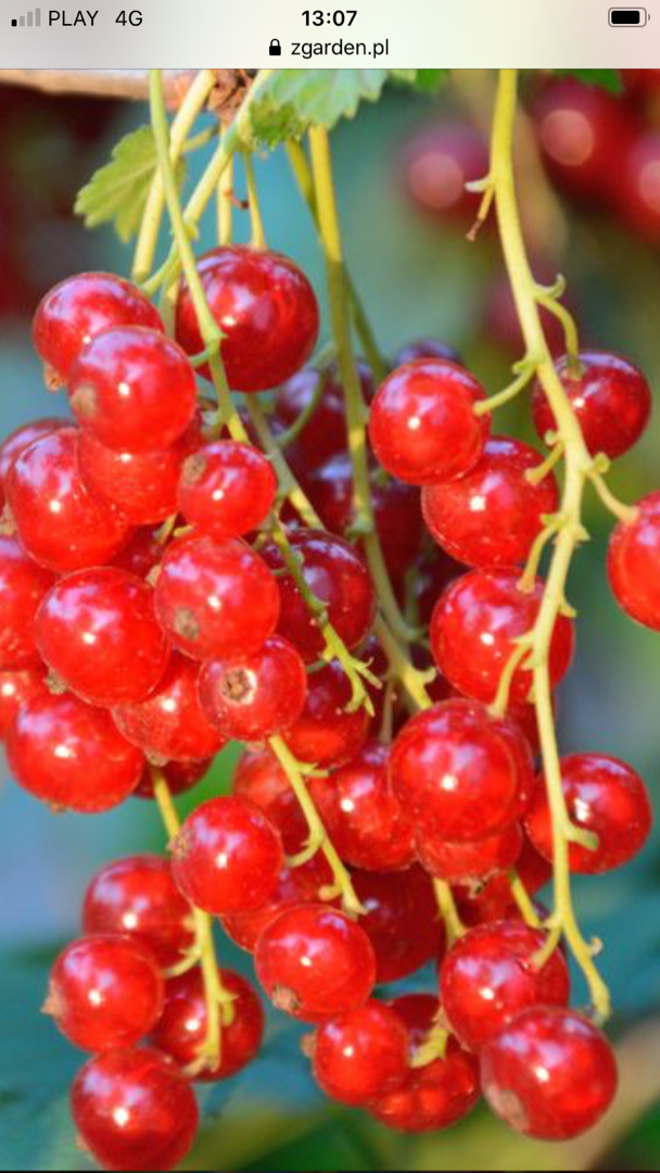 I will sell a red currant variety Rondom, about 50 tons