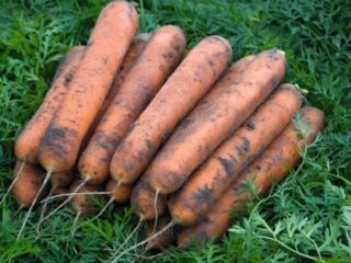 Price: negotiable depending on the desired quantity. Local producer