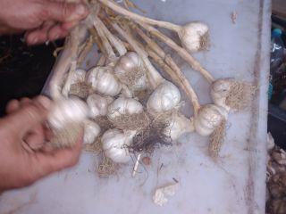 I will sell harnaś garlic, if you are interested,