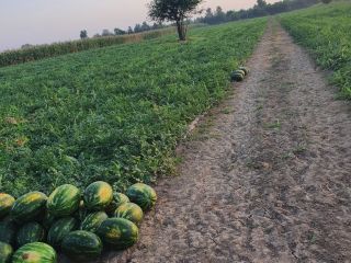 I sell mirsini and karistan wholesale more details at