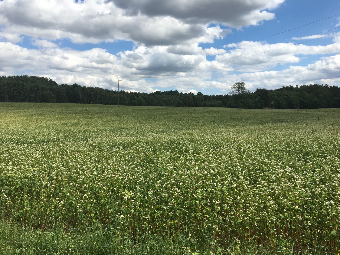 Organic cultivation without things