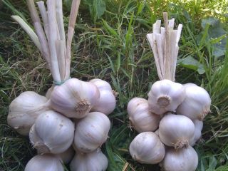I will sell Polish spring garlic, Jarus variety. Very