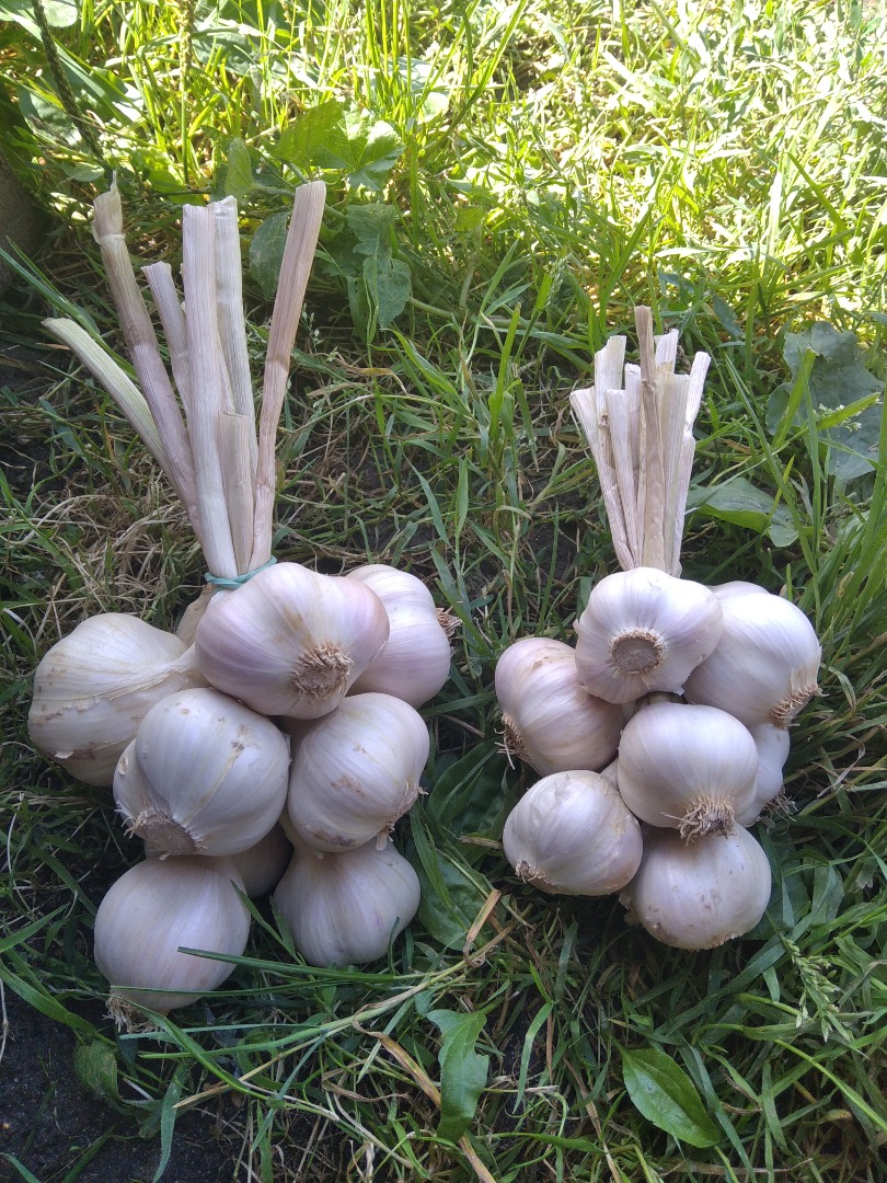 I will sell Polish spring garlic, Jarus variety