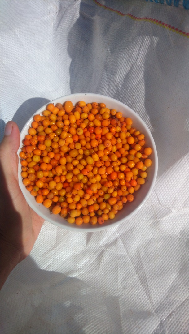 Selling sea buckthorn from spontaneous flora, we offer large quantities