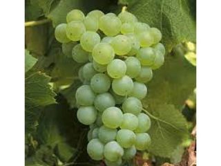 I sell grapes for wine. The following varieties are