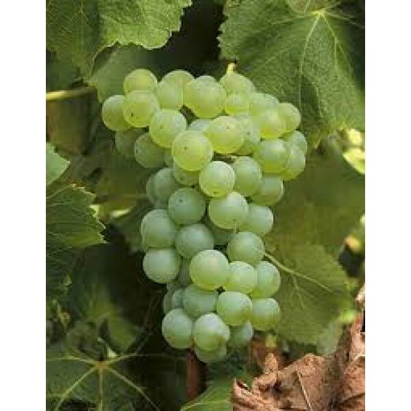 I sell grapes for wine
