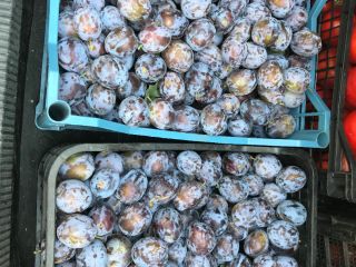 The country of origin of the prunes Romania, Giurgiu