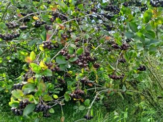 As for this moment, Aronia Piękności ... Manual harvest