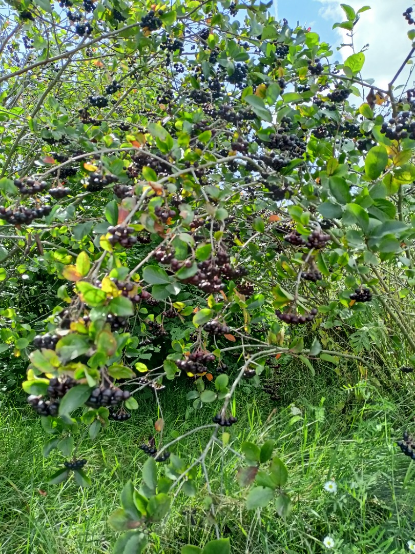 As for this moment, Aronia Piękności ..