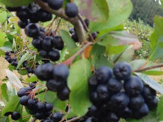 Announcement only for customers ordering over 5 tons. I