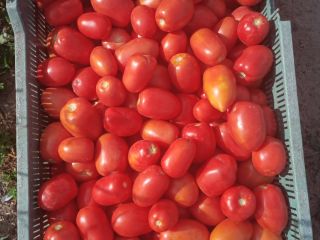 I will sell lima and round field tomatoes