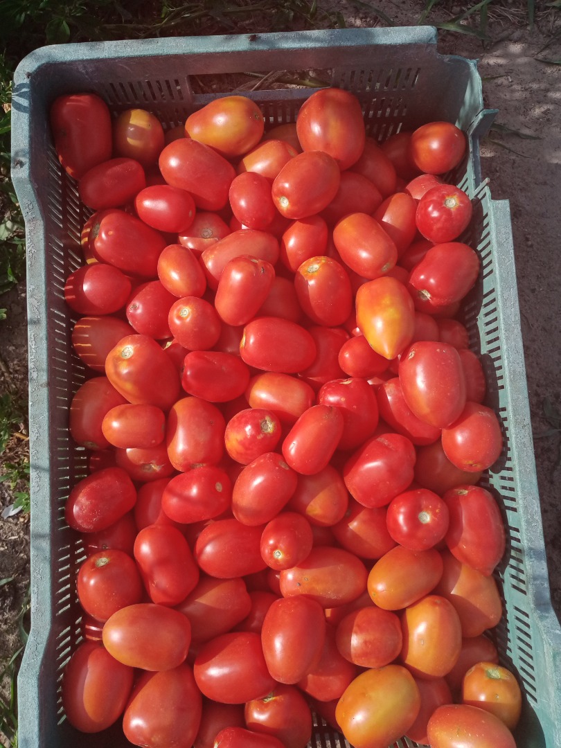 I will sell lima and round field tomatoes