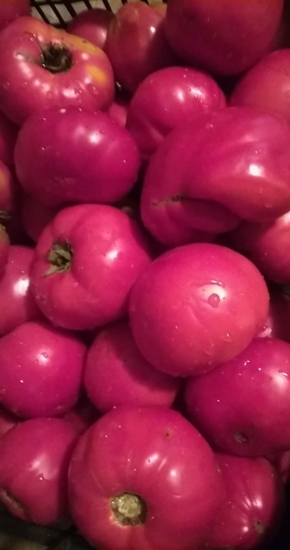 I am selling naturally grown garden tomatoes