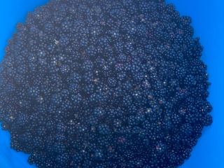 Organic blackberries