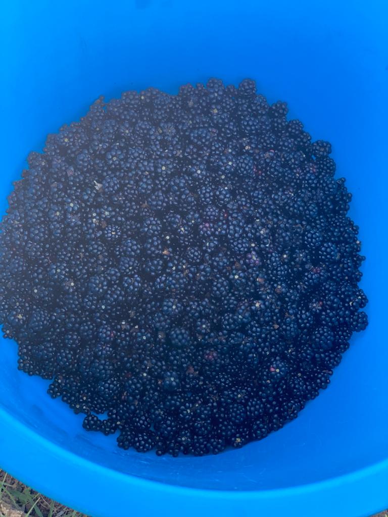 Organic blackberries