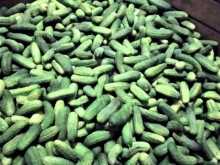 I will sell very nice field cucumbers, octopus varieties