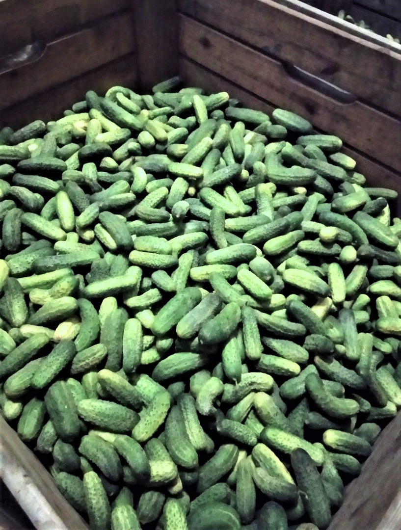 I will sell very nice field cucumbers, octopus varieties and alliance