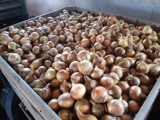 Hello, I am selling onions with spring onions, caliber