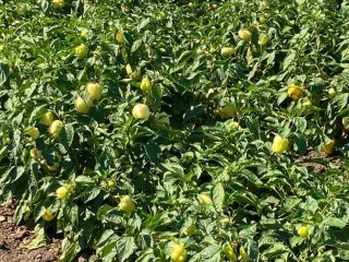 Vegetable producer Valea Ciorii, Ialomita. At the moment, we