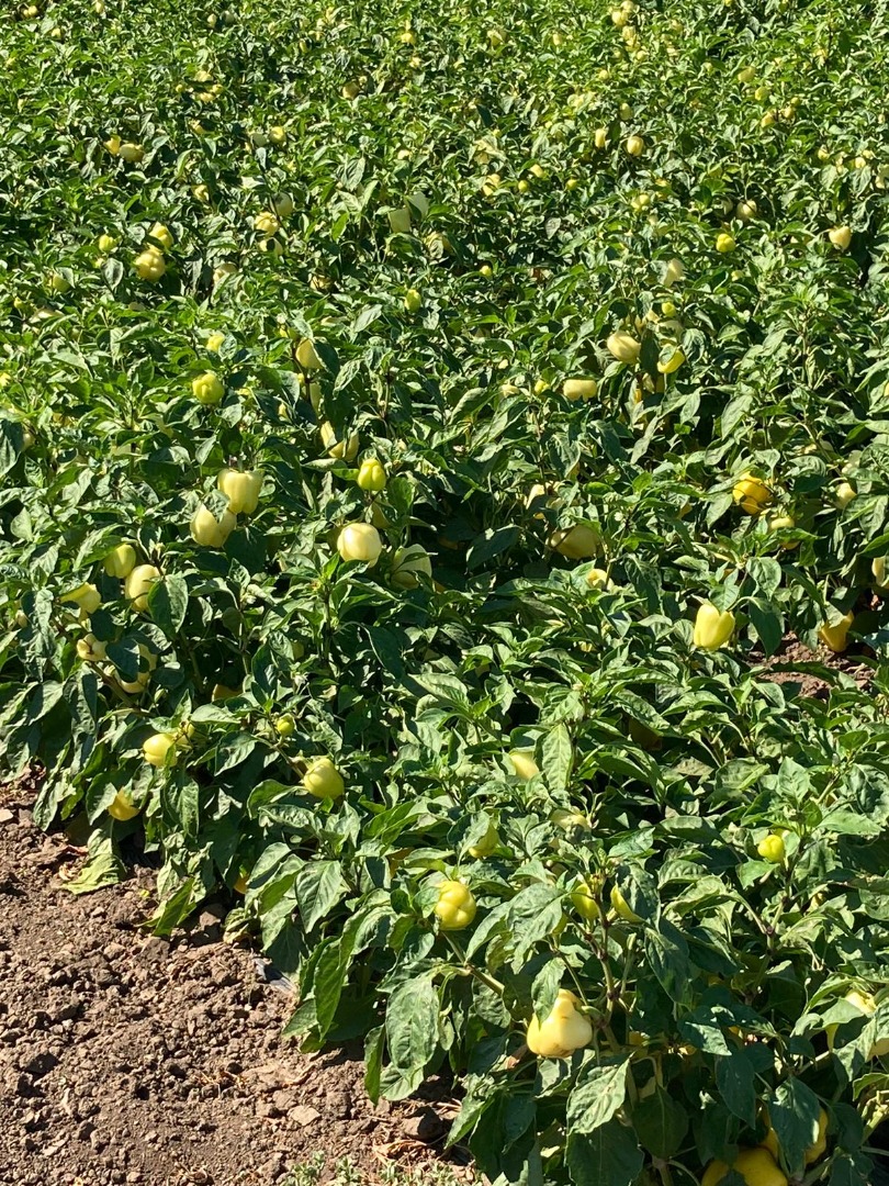 Vegetable producer Valea Ciorii, Ialomita