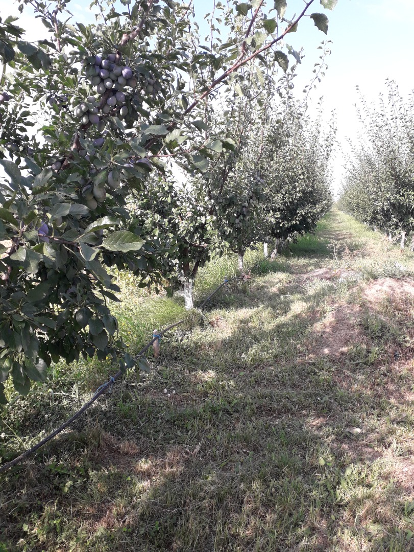 I am selling 6 tons of very beautiful plums to Vrancea County