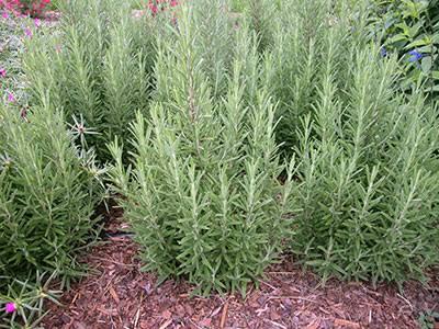 Hajjat Aisha Rose mary farm is located in Uganda Kikoma Sembabule District having more than 10000 to 15000 tons per harvest
