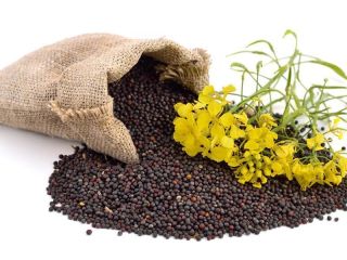 We have rapeseed for sale in 2021. Goods of