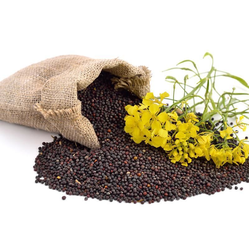 We have rapeseed for sale in 2021