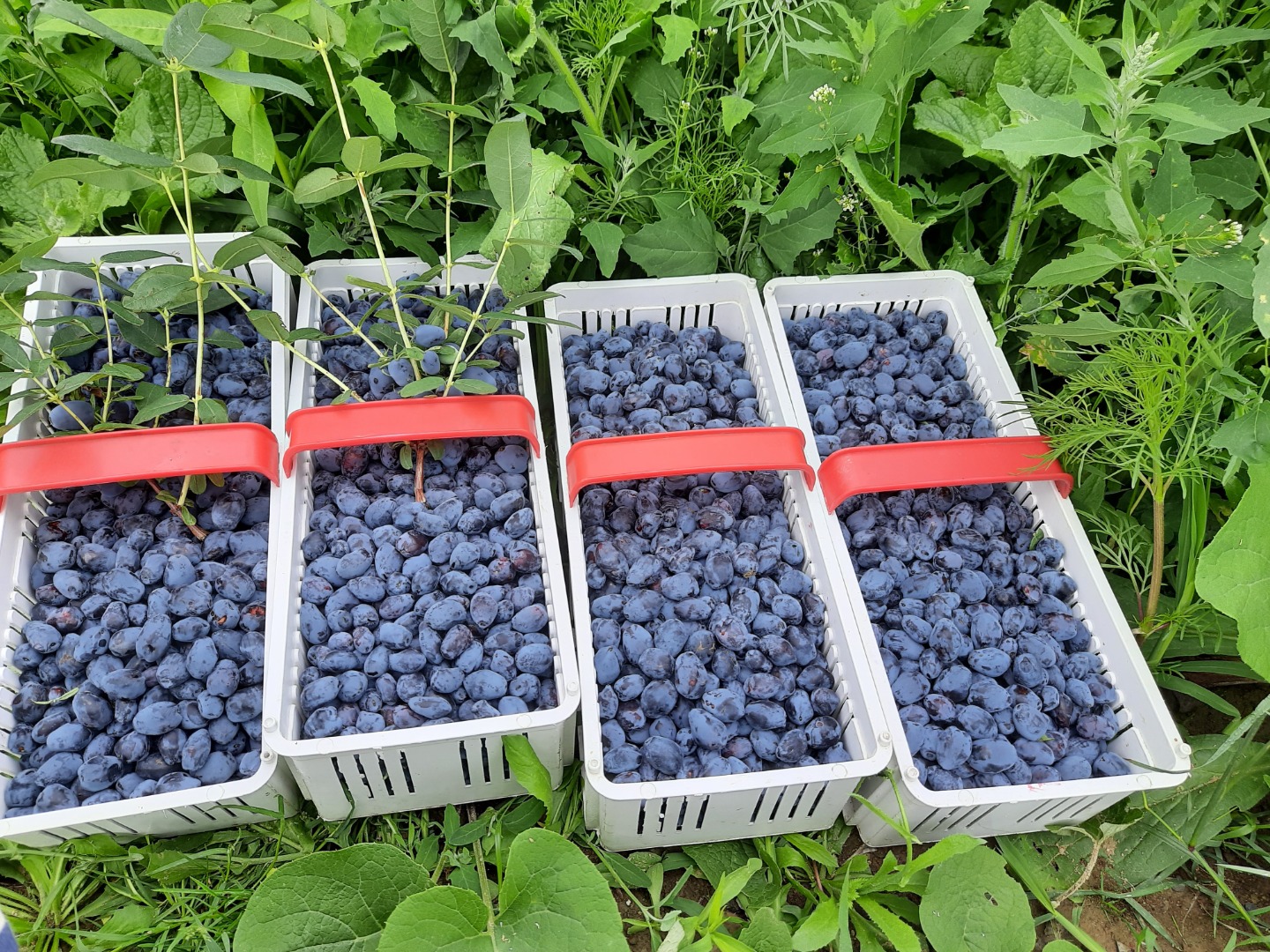 Wholesale price when buying min