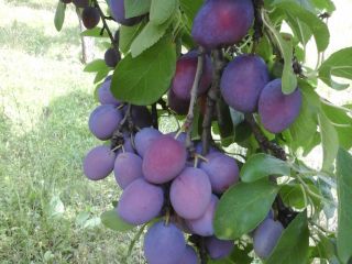 Production of table plums 2021, price to be agreed
