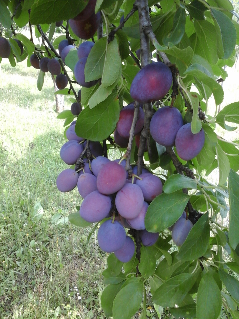 Production of table plums 2021, price to be agreed