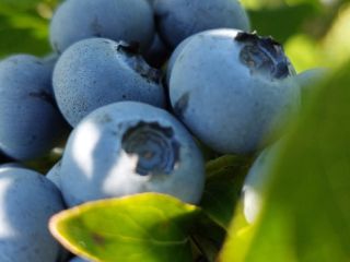 Daily fresh blueberries GlobalGap certified Packed in plastic boxes
