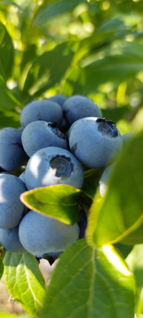 Daily fresh blueberries GlobalGap certified Packed in plastic boxes or bagels