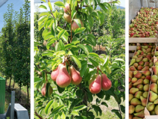Kruska KARMEN, origin of goods Serbia.