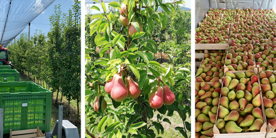 Kruska KARMEN, origin of goods Serbia