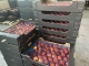 We are a company that focuses on trading and exporting the best products that Mexico has to offer