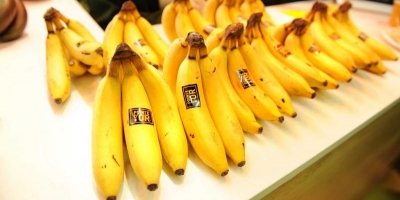 Fresh Bananas from Egypt packed into 20Kg box We can supply fresh Bananas packed into 20KG carton box washed and sorted , best quality with the best price