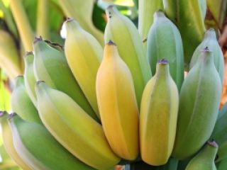 Bananas for sale. Country of origin: Costa Rica. The