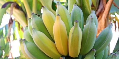 Bananas for sale