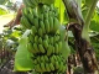 WHATS APP ONLY We are exporting COMPANY LIMITED, one