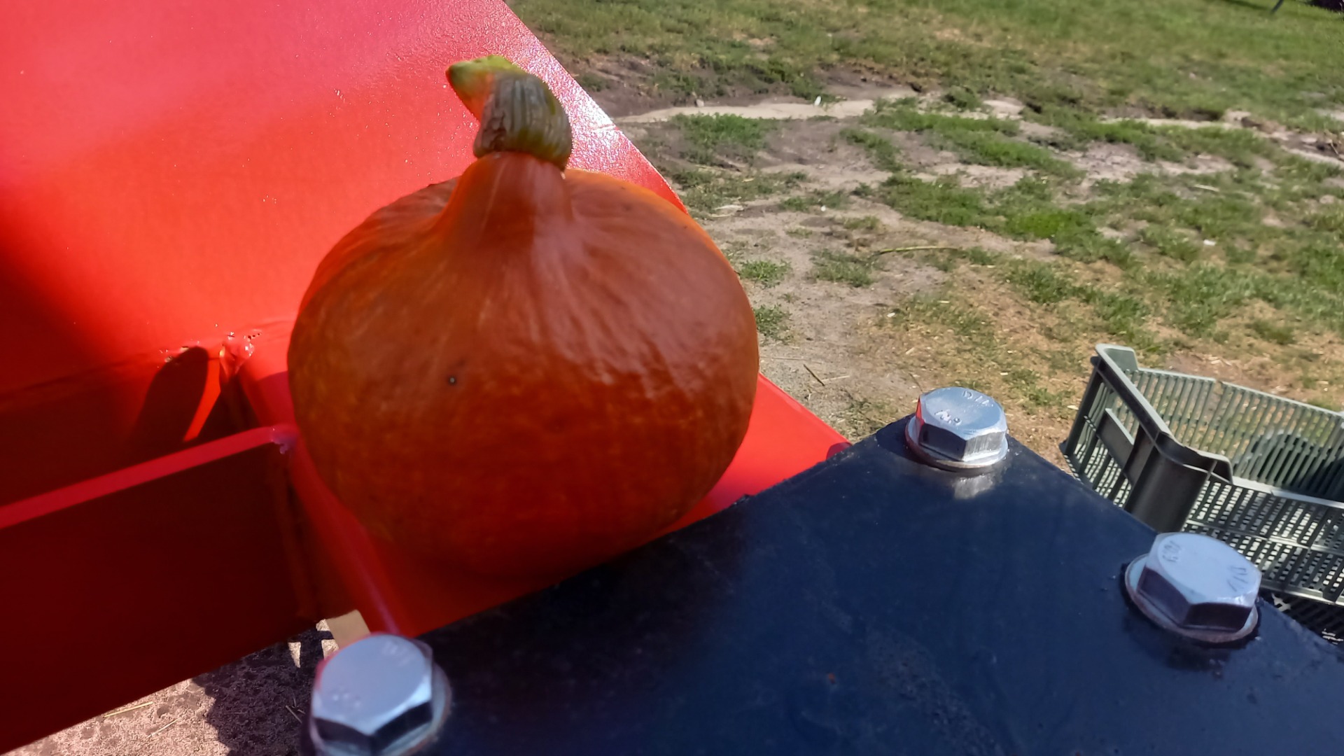 I will sell hokkaido pumpkins, caliber 1-3 kg
