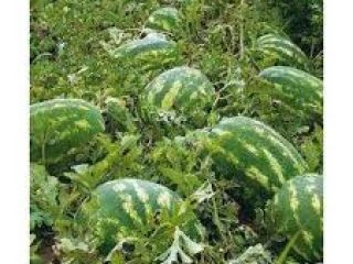Bio watermelons!!! NO chemicals!!! Price is negotiable!!! Melons are