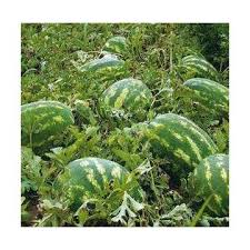 Bio watermelons!!! NO chemicals!!! Price is negotiable!!! Melons are grown naturally, without chemicals, they are not dripped