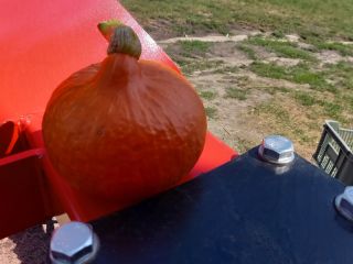 I am selling hokkaido pumpkins, nicely colored, caliber 1-3