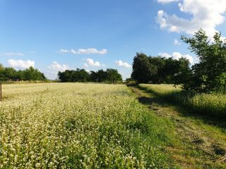 Organic buckwheat with an Ecological Certificate, to be harvested