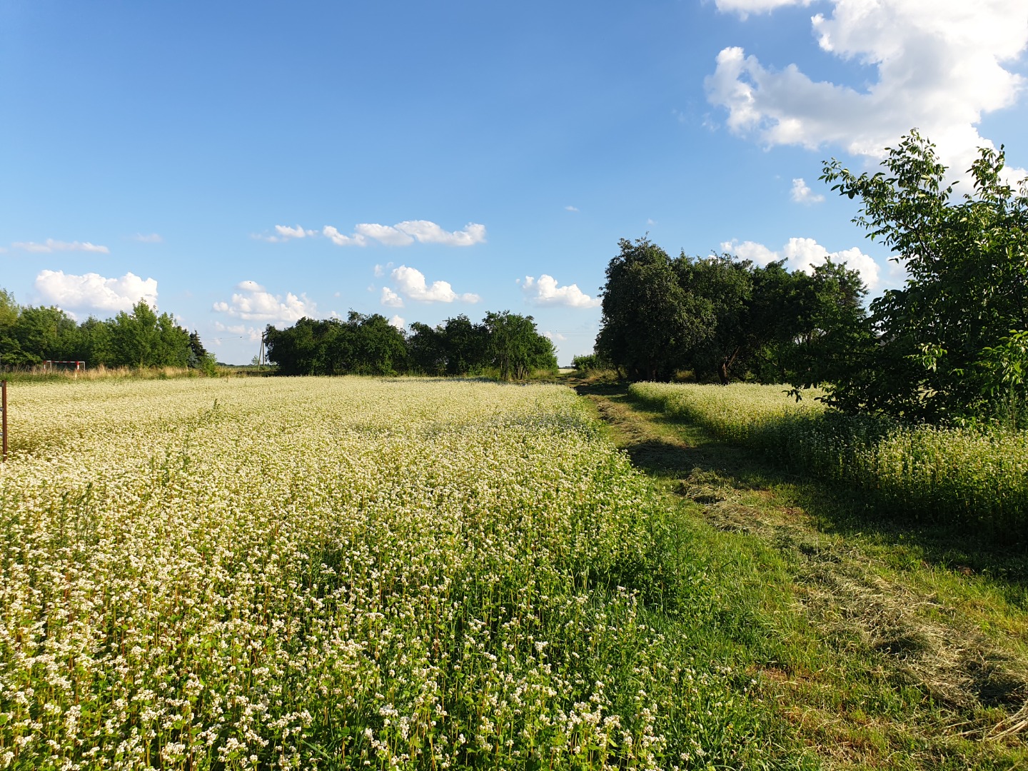 Organic buckwheat with an Ecological Certificate, to be harvested in August 2021, sown in a field with an area of 4.5 ha, approx