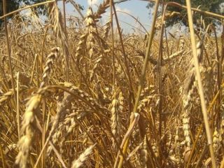 We offer for sale wheat, soybeans, rice, lentils, corn,