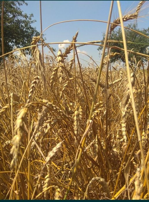 We offer for sale wheat, soybeans, rice, lentils, corn, beans, chickpeas, etc
