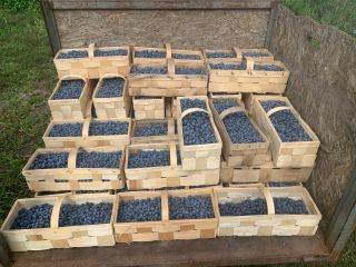 I will sell 500 kg of blueberries, caliber 12